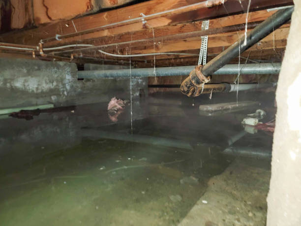 Best Water damage restoration experts  in Oglethorpe, GA